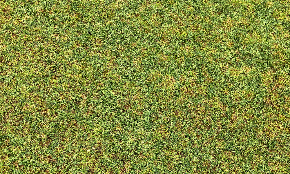 How to Identify and Control Mold in Lawns