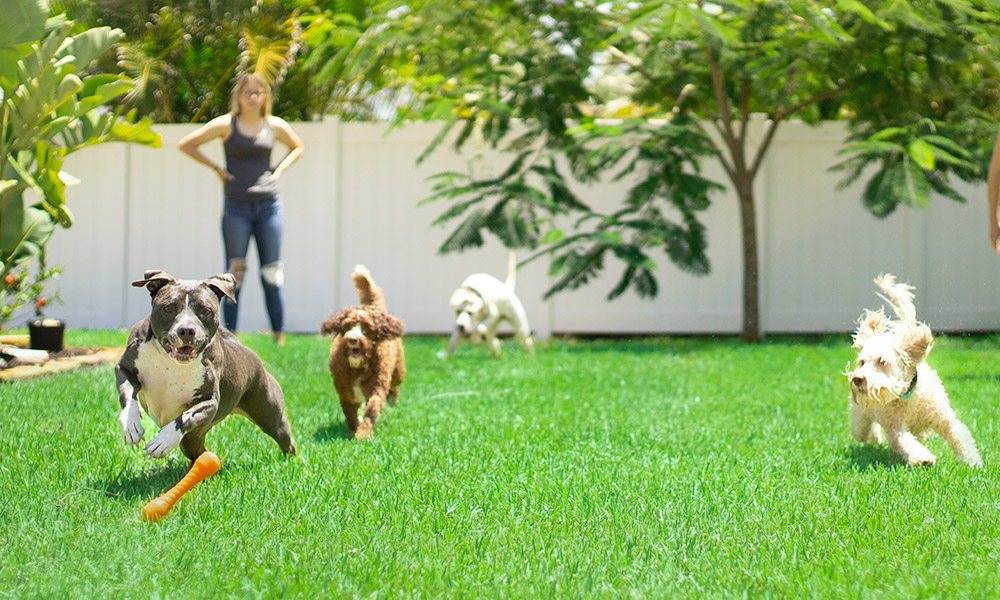 7 Tips for More Pet-Friendly OKC Landscaping