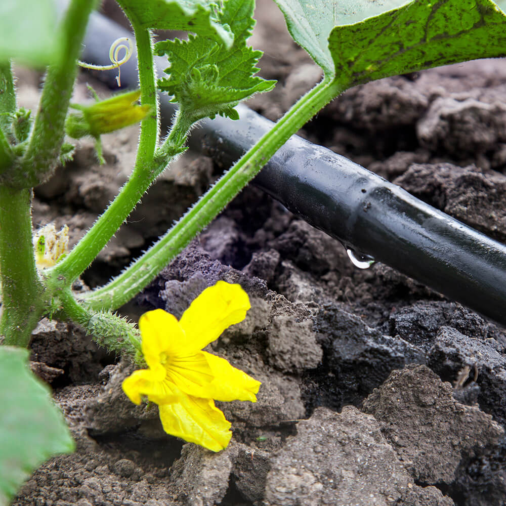 A drip irrigation system watering a flowerbed