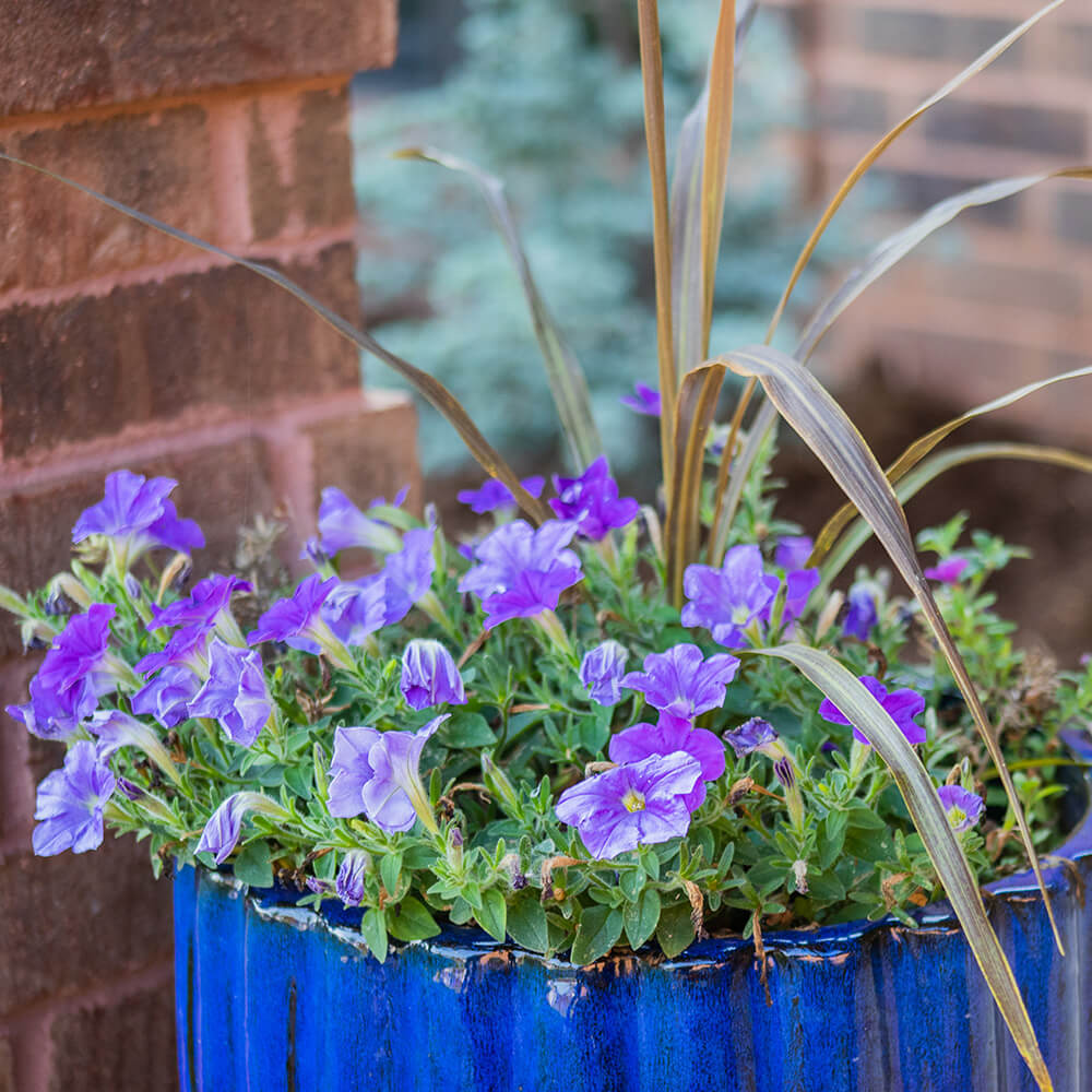 A blue pot full of purple flowers. 